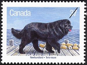 Stamp, Newfoundland Dog (Canis lupus familiaris), Canada,  , Mammals, Dogs, Animals (Fauna)