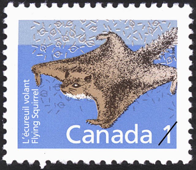 Northern Flying Squirrel (Glaucomys sabrinus) 