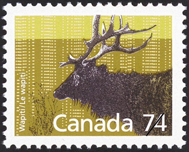Wapiti (Cervus elaphus canadensis) 