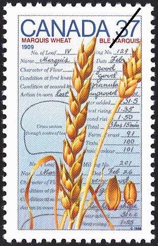 Marquis Wheat, 1909