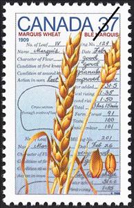 Stamp, Marquis Wheat, 1909, Canada,  , Plants (Flora)
