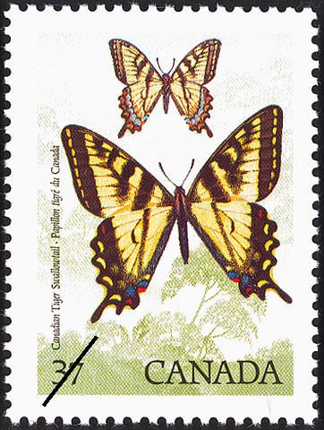 Canadian Tiger Swallowtail (Papilio glaucas canadensis)