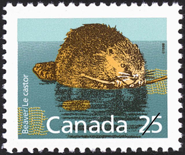 North American Beaver (Castor canadensis)