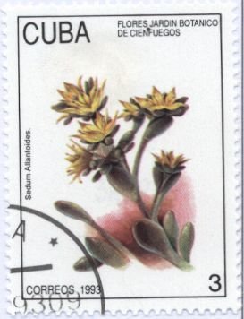 Sedum Allantoides