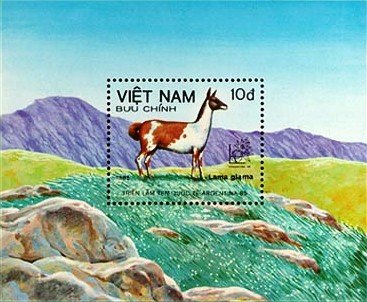 Llama (Lama glama)