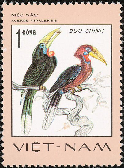 Rufous-necked Hornbill (Aceros nipalensis)