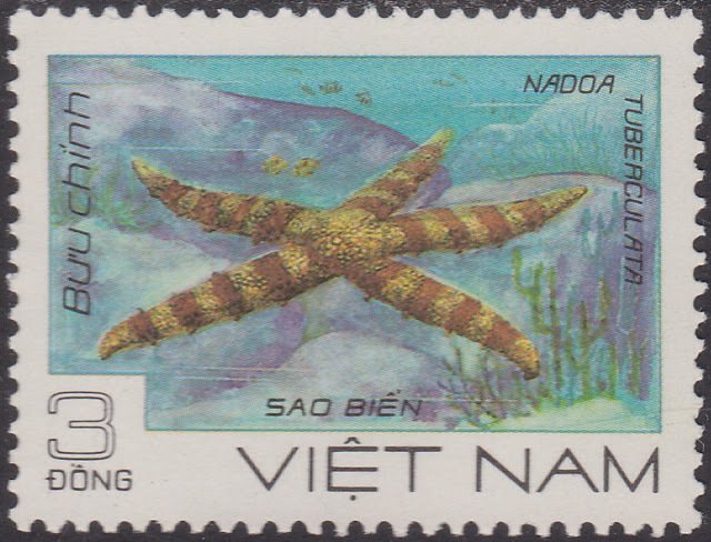 Mottled Sea Star (Nardoa tuberculata)