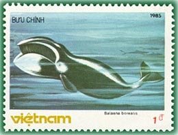 Sei Whale (Balaenoptera borealis)