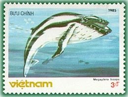 Humpback Whale (Megaptera novaeangliae)