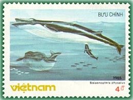 Fin Whale (Balaenoptera physalus)