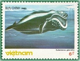 Black right whale (Eubalaena glacialis)
