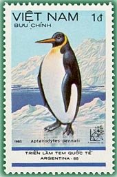 King Penguin (Aptenodytes patagonica) 