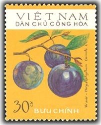 Star apple (Chrysophyllum cainito)