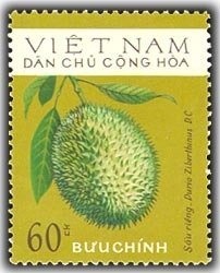 Durian (Durio zibethinus)