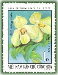 Paphiopedilum concolor