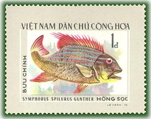 Sailfin Snapper (Symphorus spilurus)