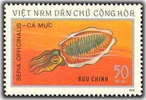 Common Cuttlefish (Sepia officinalis)