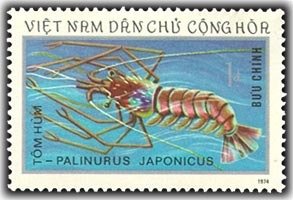 Japanese Spiny Lobster (Palinurus japonicus)
