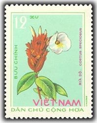 Costus speciosus