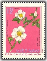 Rosa laevigata