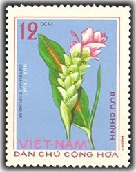 Curcuma zedoaria