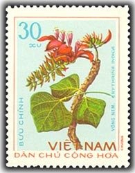 Erythrina indica