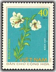 Lilium brownii