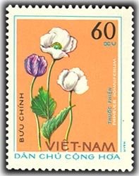 Papaver somniferum