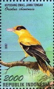 Black-naped Oriole (Oriolus chinensis) 