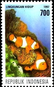 Orange Clownfish (Amphiprion percula)