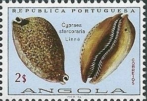 Rat Cowry (Cypraea stercoraria)