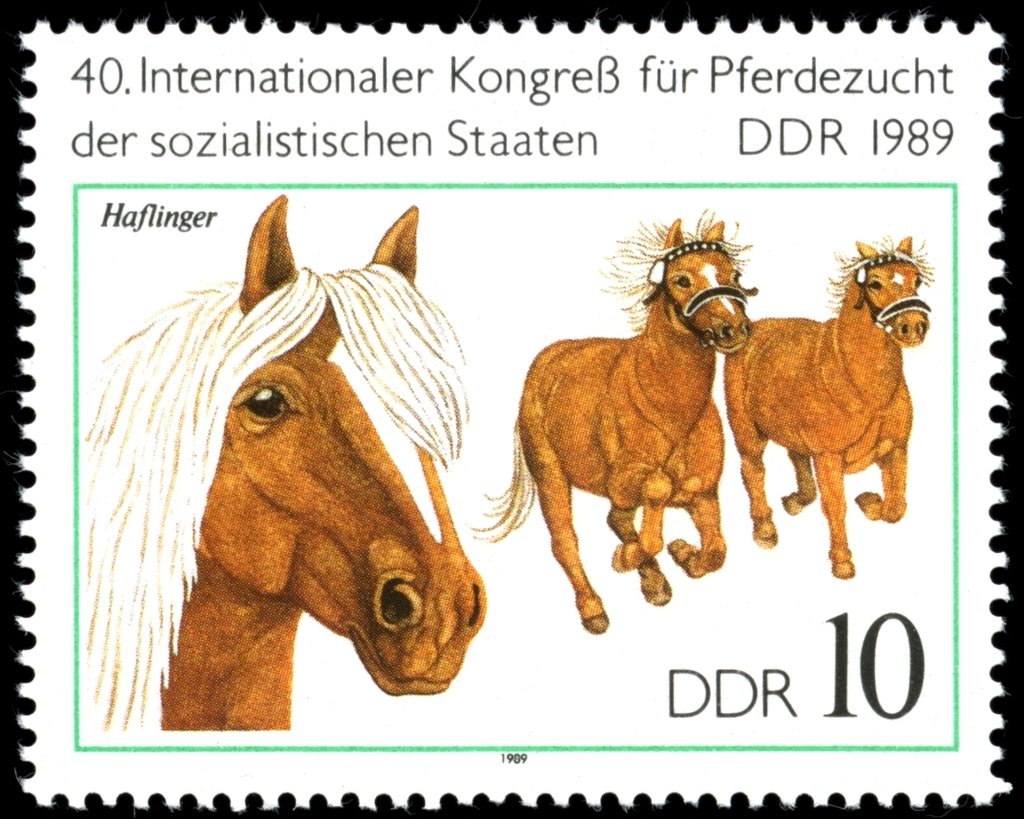Haflinger