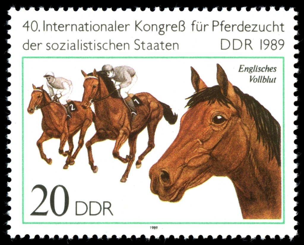 Thoroughbred