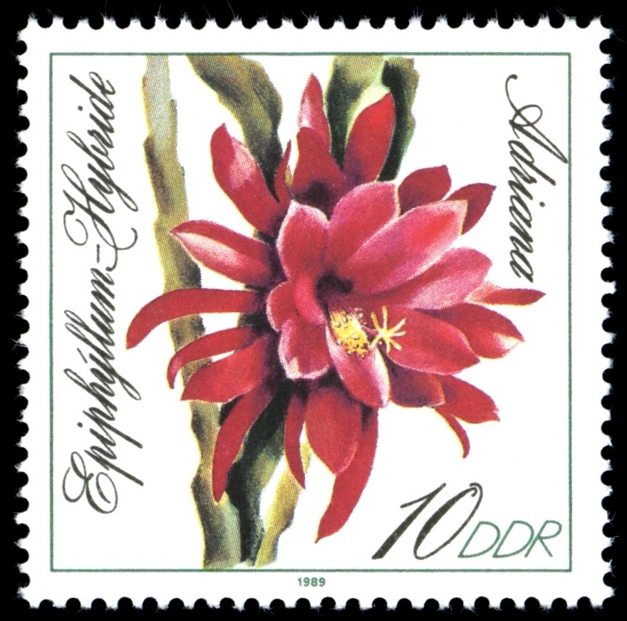 Epiphyllum-Hybride "Adriana"