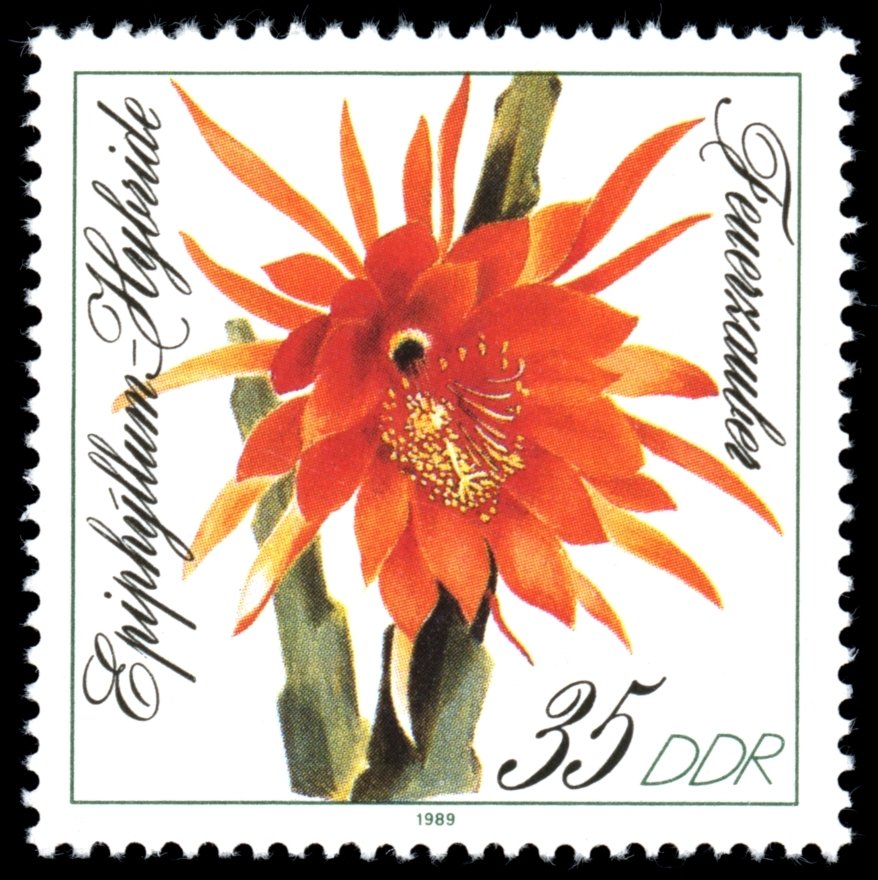 Epiphyllum hybrid "Magic Fire"