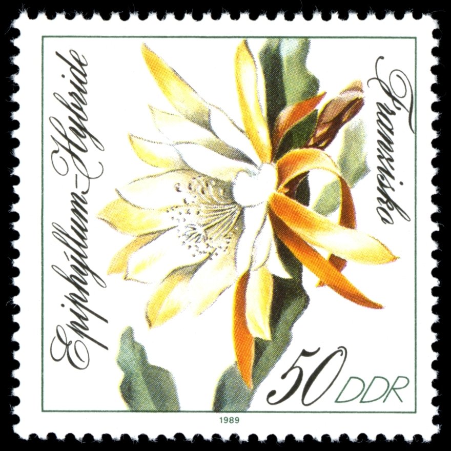 Epiphyllum hybrid "Franziska"