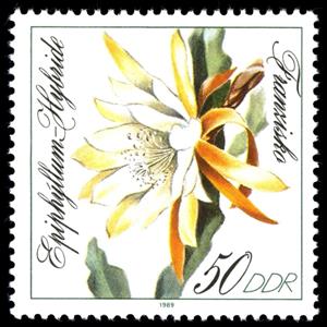 Stamp, Epiphyllum hybrid "Franziska", Germany, Democratic Republic,  , Cacti