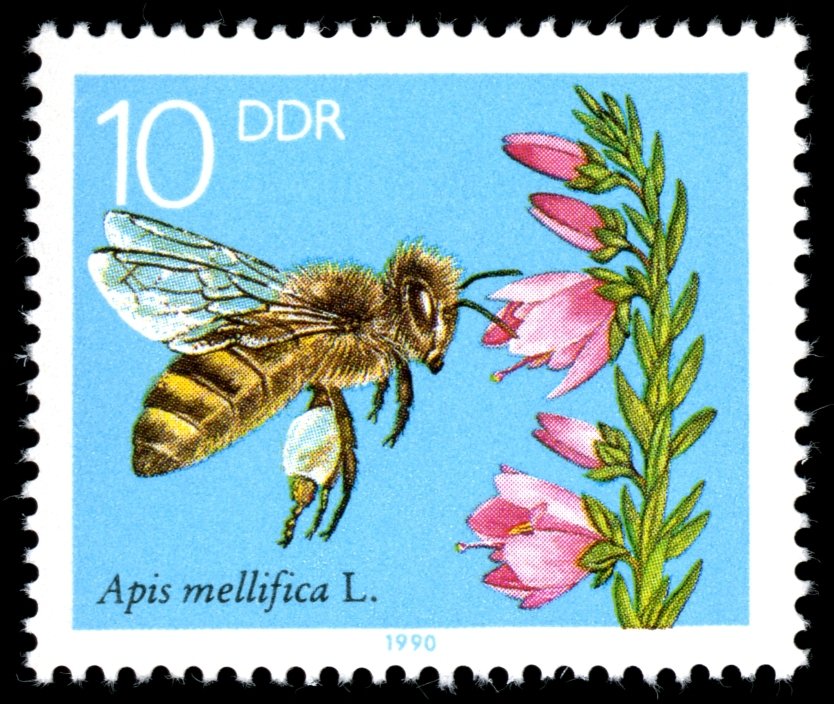 Honey Bee (Apis mellifica), Blooming Heather