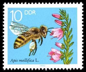 Stamp, Honey Bee (Apis mellifica), Blooming Heather, Germany, Democratic Republic,  , Flowers, Insects, Bees, Animals (Fauna), Plants (Flora)