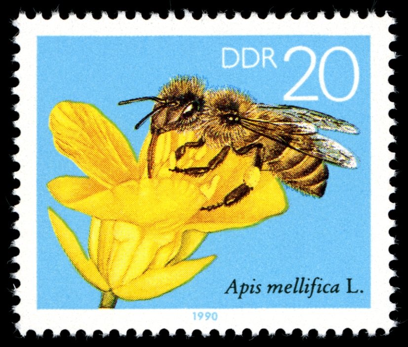 Honey Bee (Apis mellifica), Rape Blossom