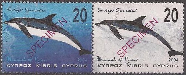 Common Bottlenose Dolphin (Tursiops truncatus)
