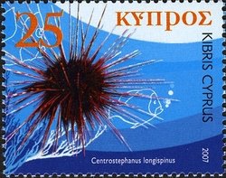 Hatpin Urchin (Centrostephanus longispinus)