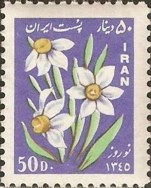 Daffodils