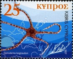 Smooth Brittle Star (Ophioderma longicaudum)