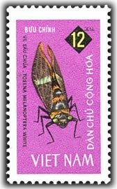 Big cicada (Tosena melanoptera)