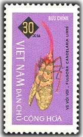 Fulgorid Planthopper (Fulgora candelaria)