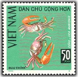 Fiddler Crab (uca Marionis)