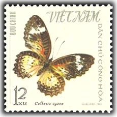 Leopard Lacewing (Cethosia cyane)