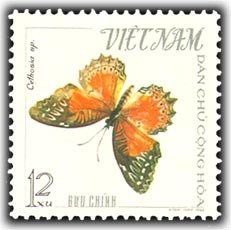 Red Lacewing (Cethosia biblis)