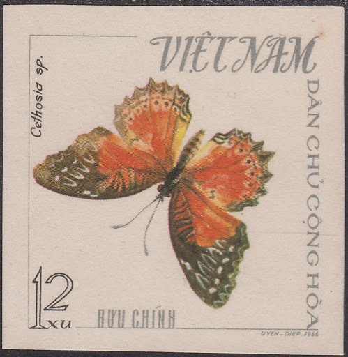 Red Lacewing (Cethosia biblis)